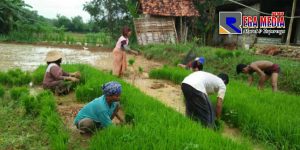 Petani di Sampang Dijatah Satu Sak Pembelian Pupuk Subsidi