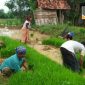 Petani di wilayah Kecamatan Robatal, Sampang, tengah menanam bibit tanaman padi.