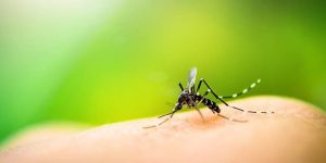 Musim Hujan, Warga Sampang Diimbau Waspada Nyamuk DBD