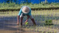 Petani di Sampang Diminta Tak Terburu-Buru Bercocok Tanam