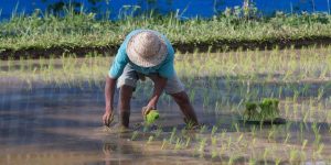 Petani di Sampang Diminta Tak Terburu-Buru Bercocok Tanam