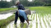 Musim Tanam Padi, Petani di Sampang Diimbau Waspada Hama Wereng