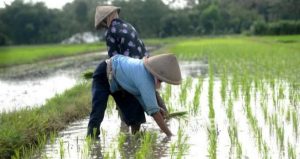 Musim Tanam Padi, Petani di Sampang Diimbau Waspada Hama Wereng