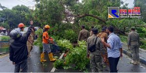 Pamekasan Diterjang Badai, Satu Pohon Tumbang dan Tiang PJU Patah