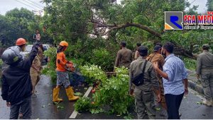 Pamekasan Diterjang Badai, Satu Pohon Tumbang dan Tiang PJU Patah