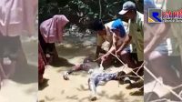 Depresi Cerai, Seorang Warga Sampang Tewas Ngapung di Sungai