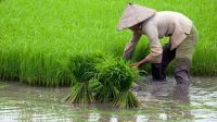 Jeritan Petani Ditengah Dampak Banjir di Sampang