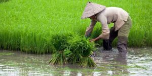 Jeritan Petani Ditengah Dampak Banjir di Sampang