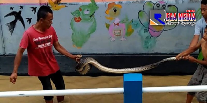 Terlihat seekor ular piton berhasil ditangkap warga di Jl. Teratai, Sampang kota.
