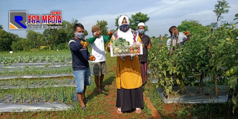 Ketua Kelompok Tani Sangga Buana Desa Bandang Dajah (Jazi), menunjukkan hasil tanam berupa bunga koll varietas liberti dan tanaman lainnya.