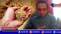 Petani Aceh Selatan Kecewa, Benih Padi Lahan Kering Tak Kunjung Tiba