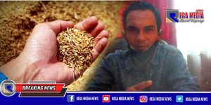 Petani Aceh Selatan Kecewa, Benih Padi Lahan Kering Tak Kunjung Tiba