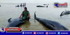 Puluhan Ikan Paus Mati Terdampar di Bibir Pantai Modung Bangkalan