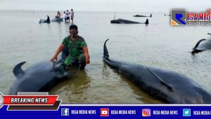 Puluhan Ikan Paus Mati Terdampar di Bibir Pantai Modung Bangkalan