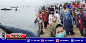 Gubernur Jatim Tinjau Gerombolan Paus Terdampar di Pantai Modung Bangkalan