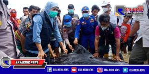 Gubernur Jatim: Sampel Paus Yang Mati Akan Diteliti