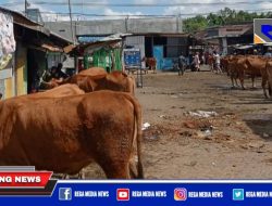 Harga Sapi di Pasar Sampang Turun Drastis, Pedagang Merugi