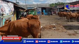 Tampak beberapa ekor sapi di Pasar Sentol Kedungdung, Sampang.