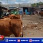 Tampak beberapa ekor sapi di Pasar Sentol Kedungdung, Sampang.