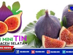 Pemuda Sawang Aceh Selatan Budidaya Tanaman Tin Hingga 13 Varian