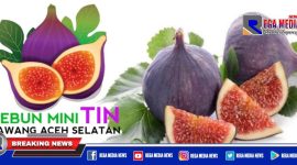 Buah tanaman Tin.