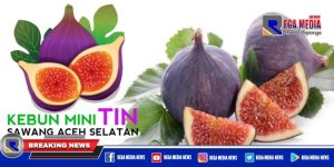 Pemuda Sawang Aceh Selatan Budidaya Tanaman Tin Hingga 13 Varian