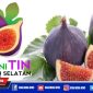 Buah tanaman Tin.
