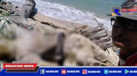 Seorang warga saat melihat kondisi mayat yang ditemukan membusuk dibibir pantai Pulau Mandangin.