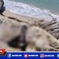 Seorang warga saat melihat kondisi mayat yang ditemukan membusuk dibibir pantai Pulau Mandangin.