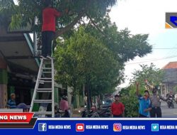 Pohon Rawan Tumbang di Sampang Kota Jadi Sasaran Satbinmas