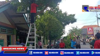 Pohon Rawan Tumbang di Sampang Kota Jadi Sasaran Satbinmas