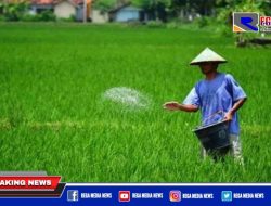 Pupuk Subsidi Langka di Aceh Selatan, Petani Menjerit