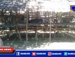 Idul Adha Dipandemi Covid, Penjual Kambing Qurban di Sampang Menjerit