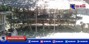 Idul Adha Dipandemi Covid, Penjual Kambing Qurban di Sampang Menjerit