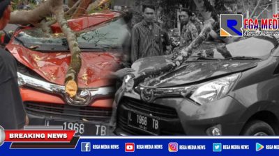 Mobil Tertimpa Pohon Tumbang di Bangkalan