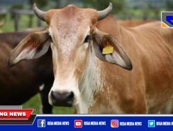 Warga Sampang Bakal Ketiban Bantuan 46 Ekor Sapi