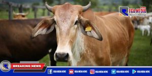 Warga Sampang Bakal Ketiban Bantuan 46 Ekor Sapi