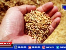 Sampang Digenjot 420 Ton Benih Padi, Dewan Warning Tak Boleh Diperjualbelikan