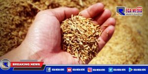 Sampang Digenjot 420 Ton Benih Padi, Dewan Warning Tak Boleh Diperjualbelikan