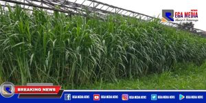 Pemkab Sampang Anggarkan Rumput Pakchong Senilai Ratusan Juta