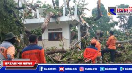 Caption: Tim BPBD Sampang saat membersihkan pohon tumbang di Ponpes Nurul Allam Prajjan.