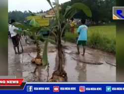 Warga Sampang Nekat Tanam Pohon Pisang Dijalan