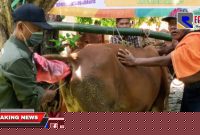 Caption: Inseminasi Buatan (IB) hewan ternak sapi.