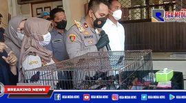 Caption: Polres Pelabuhan Tanjung Perak ungkap kasus penyelundupan burung dilindungi.
