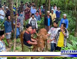 Sapi Milik Warga Sampang Nyaris Hilang