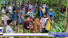Caption: warga saat menemukan dua ekor sapi yang hilang dan ditemukan didalam semak-semak berjurang.