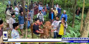 Sapi Milik Warga Sampang Nyaris Hilang