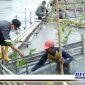 Caption: Bupati Asahan (H. Surya) saat tanam pohon mangrove.