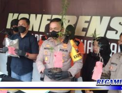 Polisi Bekuk Dua Pemuda Surabaya Pelaku Penyalahgunaan Ganja