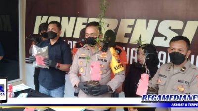 Polisi Bekuk Dua Pemuda Surabaya Pelaku Penyalahgunaan Ganja